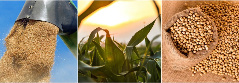 Commercial Feed Grain Division