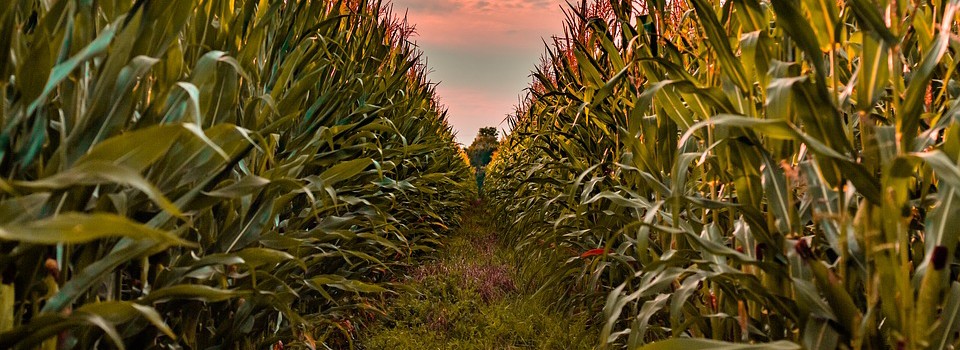 Commercial Food Grade Corn Division